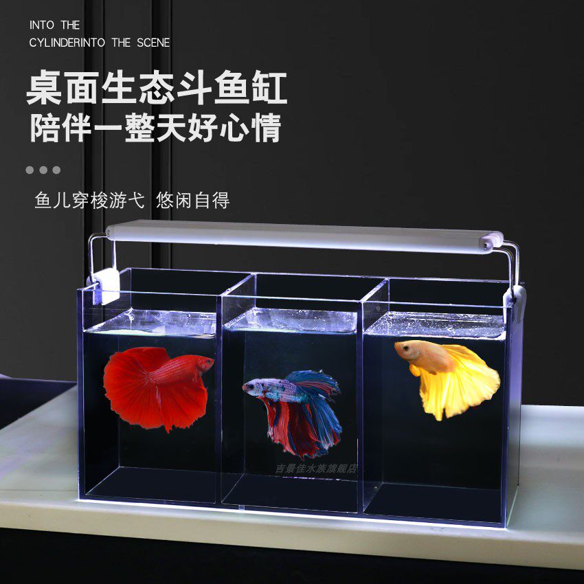 多格桌面鱼缸创意超白玻璃缸黑玻防打架促使发色免换水斗鱼连体缸