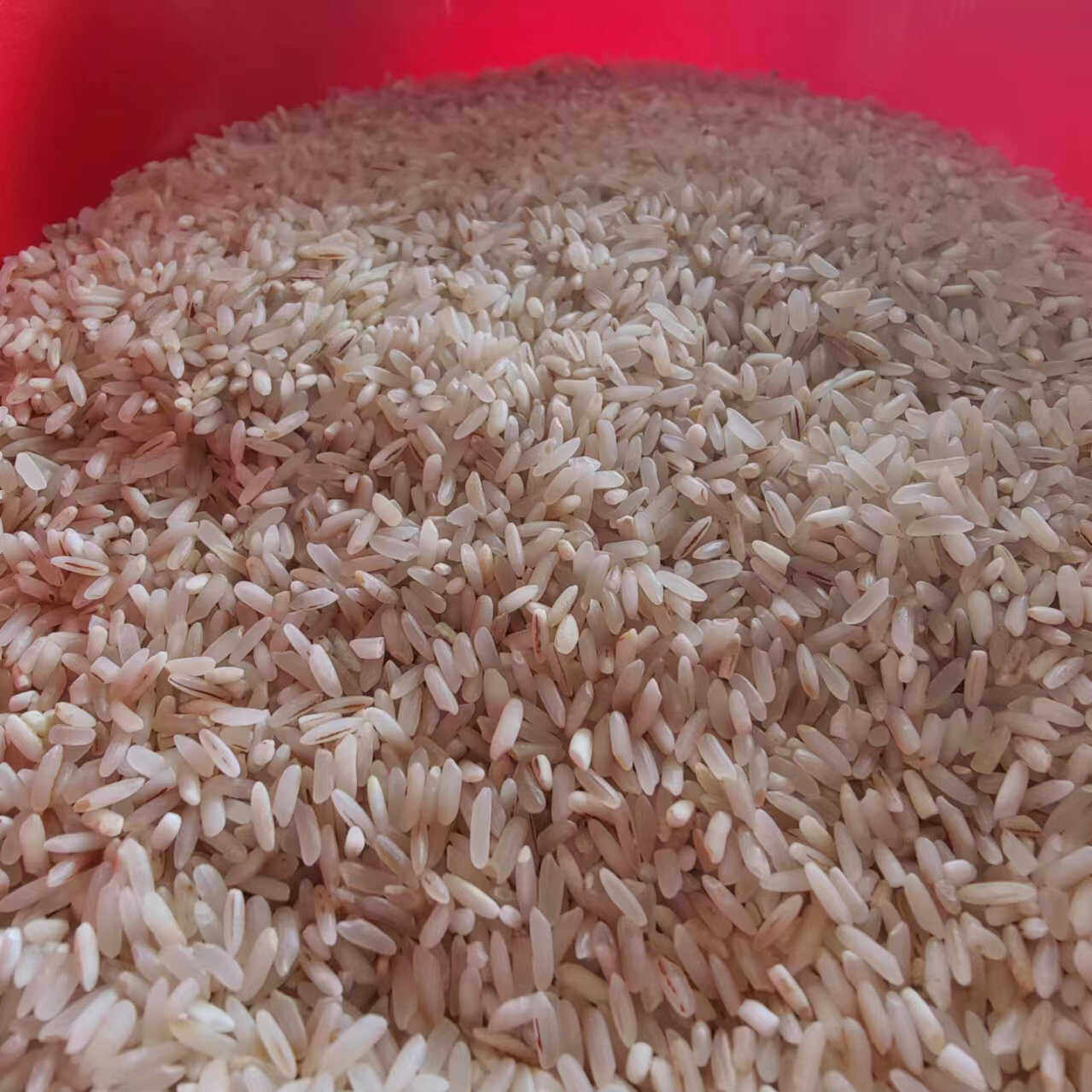 2025年优质粗粮饲料大米50斤喂鸡鸭鹅鸽子饲料喂鸟食鸽粮工厂特价,畜牧/养殖物资,饲料原料,淘宝优惠券,粉丝福利购,淘宝优惠卷