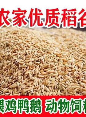 优质稻谷50斤2025年精选长稻谷带壳喂鸡喂斗鸡等家禽垂钓包邮