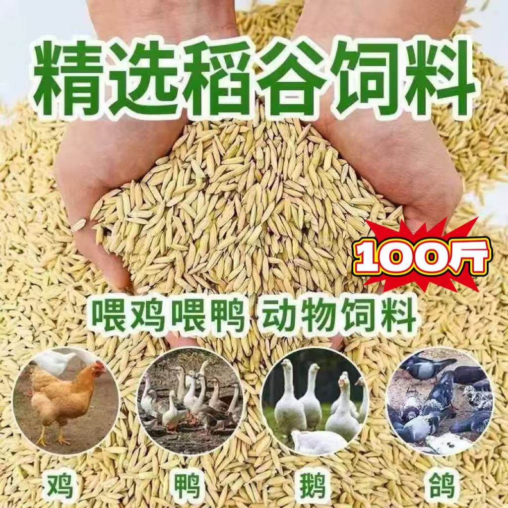 新稻谷1斤2斤50斤稻子带壳谷子喂鸡稻谷鸭鹅鸽鸟仓鼠宠物饲料批发