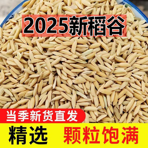 新稻谷1斤2斤50斤稻子带壳谷子喂鸡稻谷鸭鹅鸽鸟仓鼠宠物饲料批发