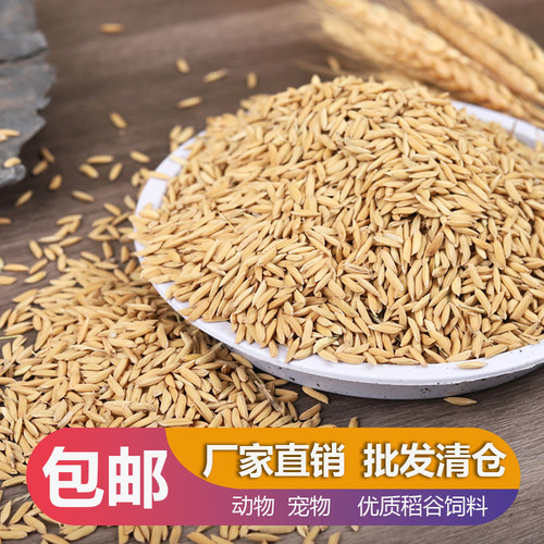 粮食农家带壳稻子喂鸡鸭喂鸡