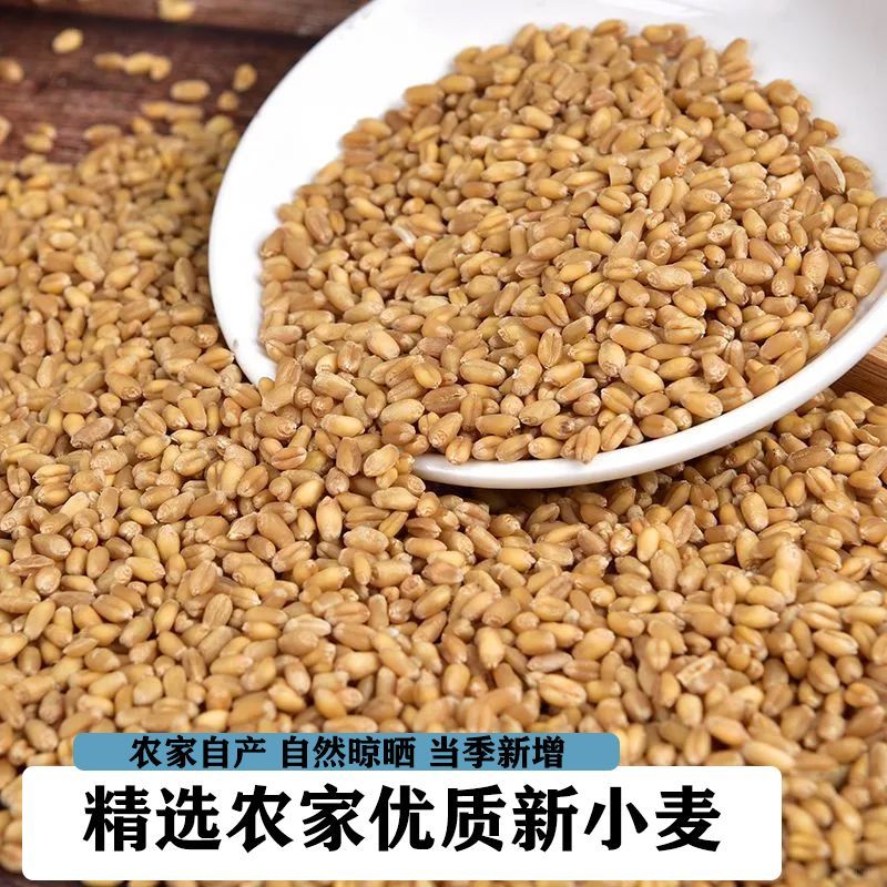 2024年收农家自产新小麦粒带皮喂鸡鸭鹅鸽粮饲料酿酒钓鱼鸟食