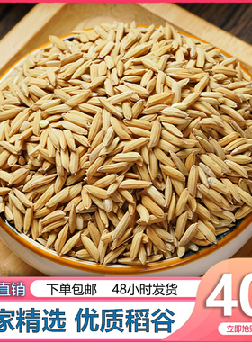 新稻谷1斤2斤50斤稻子带壳谷子喂鸡稻谷鸭鹅鸽鸟仓鼠宠物饲料批发