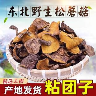 东北松蘑菇野生松蘑新鲜松树蘑菇干货粘团子烘干松树菇松蛾子山珍
