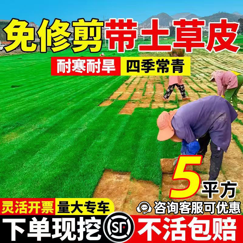 草坪真草皮四季青马尼拉庭院绿化图片