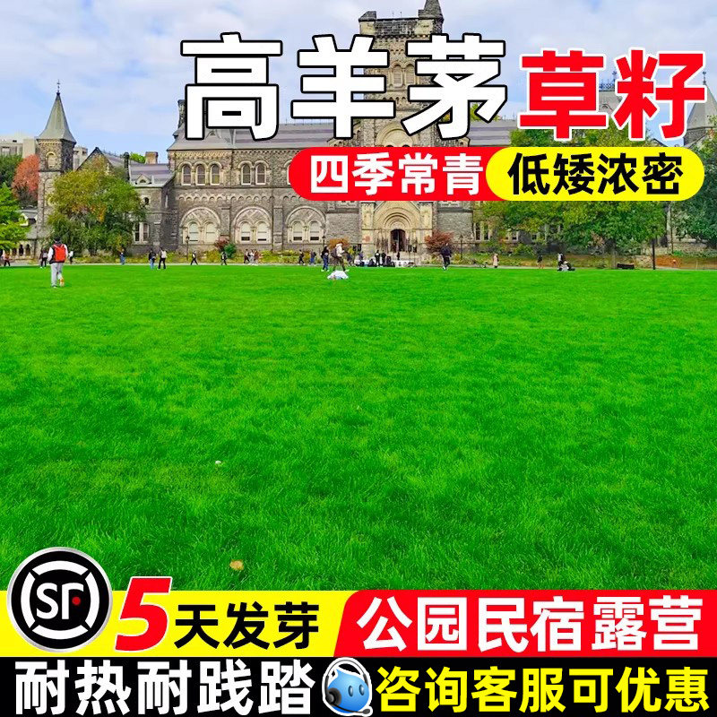 高羊茅草籽多年生免修剪草坪种子
