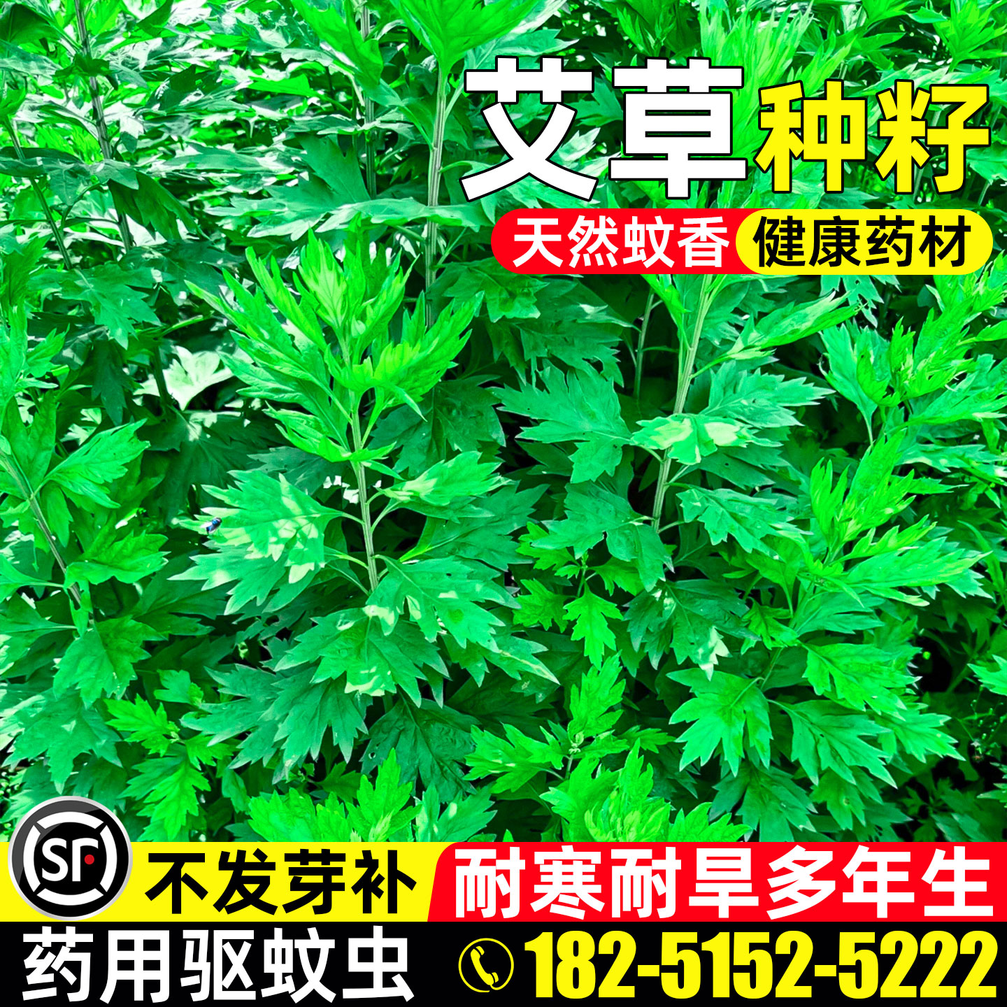 艾草种子驱蚊草艾叶艾蒿食用药用图片