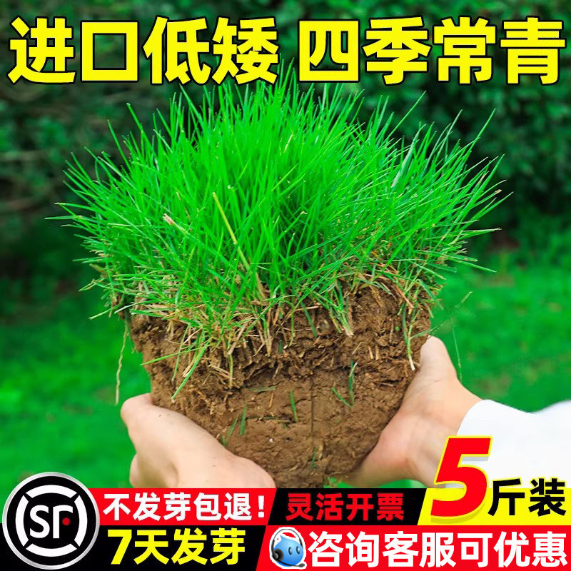 草坪草籽耐寒耐旱地毯草草坪种子