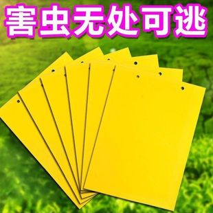 双面粘虫黄板诱虫板柑橘子树瓜果实蝇针蜂粘苍蝇贴粘虫板蓟粘鼠板