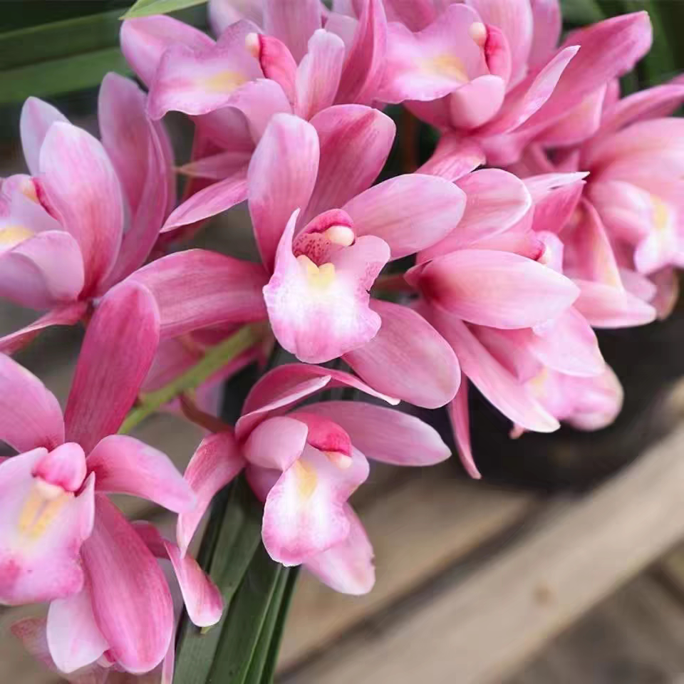 樱花香兰桌面剑不带花
