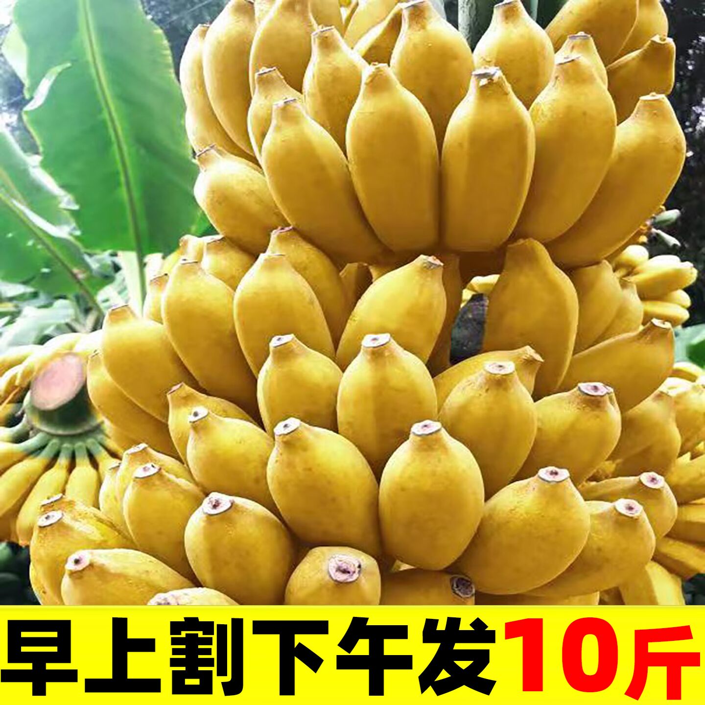 小米蕉香蕉新鲜广西水果9斤小香芭蕉当季苹果蕉整箱自然熟包邮5