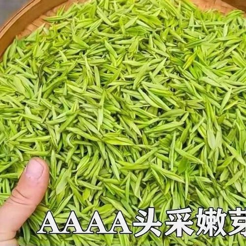 正宗白茶新茶明前春茶2025年头采茶叶正宗高山嫩芽绿茶250克罐装