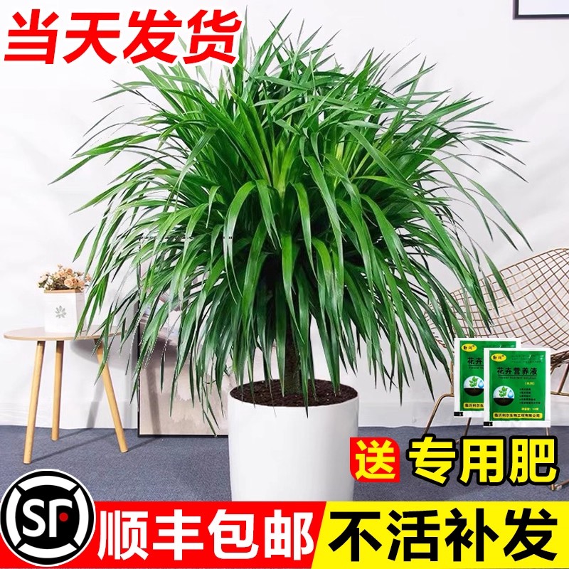 龙血树客厅绿植龙须树盆栽好养树