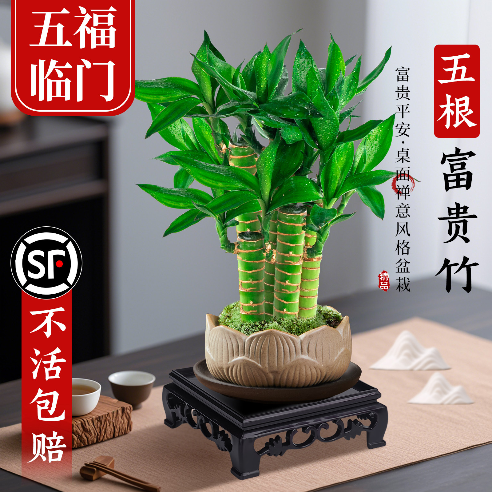 高端富贵竹盆栽桌面招财植物节节高绿植好养步步高花卉文昌竹盆栽