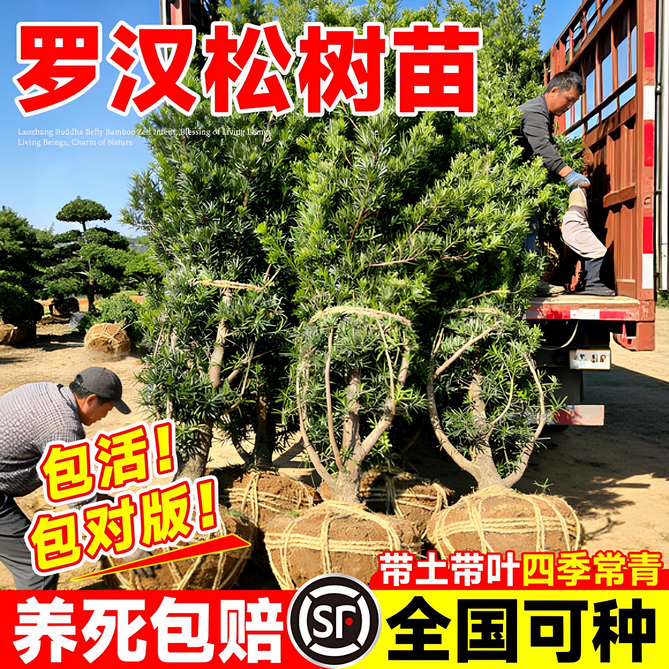 罗汉松树苗盆景老桩小叶雀舌室内外庭院四季常青好养大树盆栽地栽