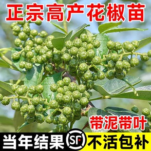 【当年结果】九叶青花椒苗树正宗麻椒果树苗南方种植盆栽大藤椒树