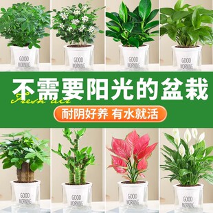 不需要阳光 盆栽室内桌面花卉水培吊兰绿萝发财树植物懒人绿植物