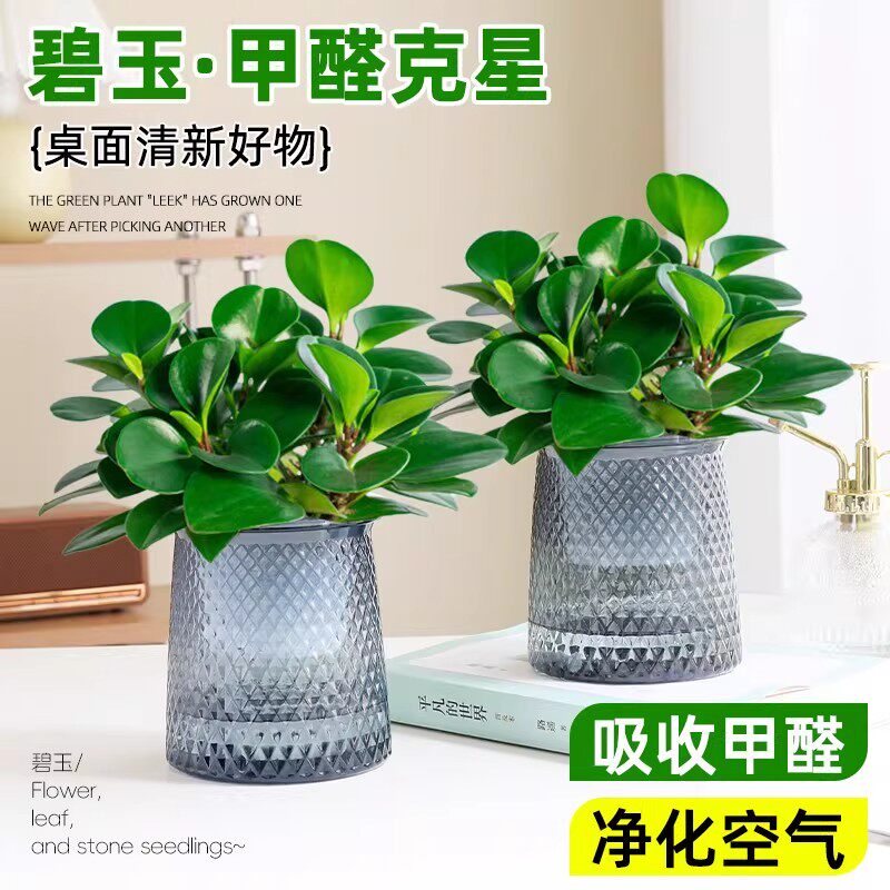 碧玉盆栽室内绿植盆景豆瓣绿美观客厅桌面小绿植四季常青净化空气