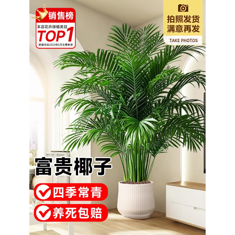 富贵椰子大号客厅高级感凤尾竹散尾葵办公室好养热带大型盆栽绿植