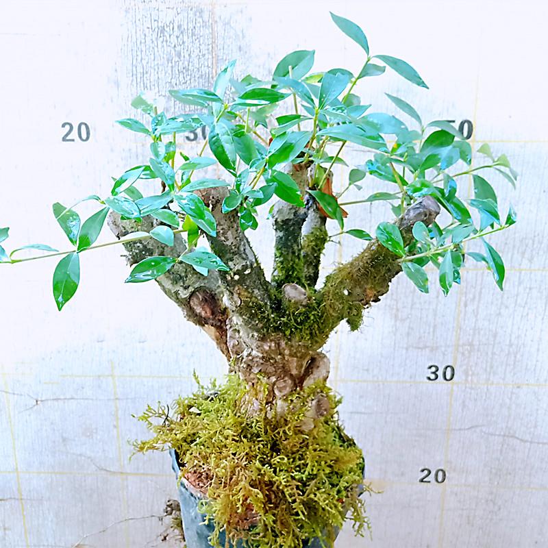 室内绿植小叶野栀子花盆栽生老桩高端矮霸景一图拍水横枝造型树苗