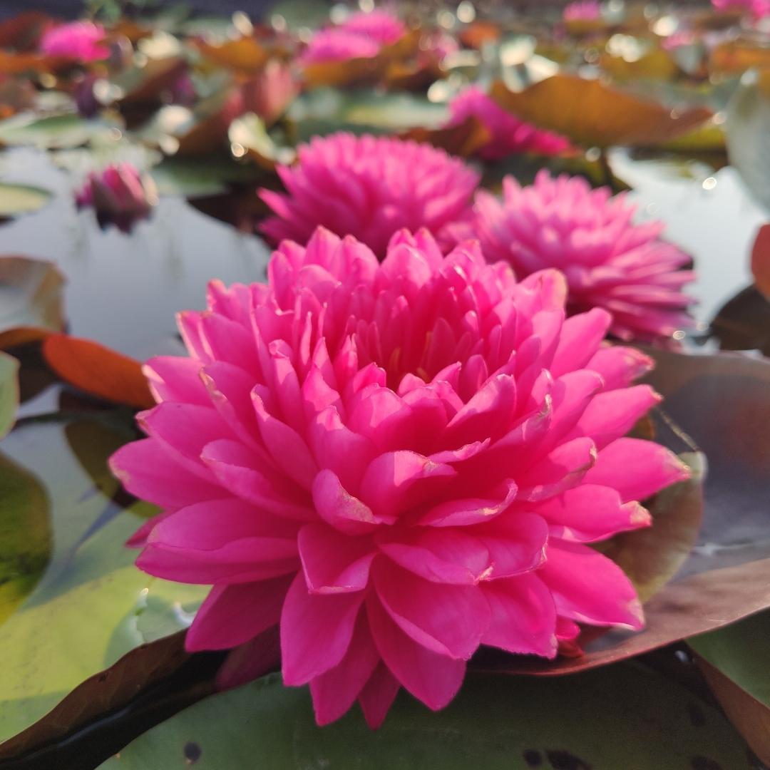 鸽子血睡莲荷花哥耐寒苗粉红色多瓣大花水生植物碗莲室外庭院盆栽