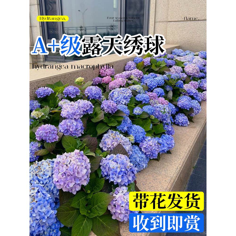 绣球花盆栽带花带花苞露天花开四季浓香无尽夏阳台庭院绿植鲜花卉