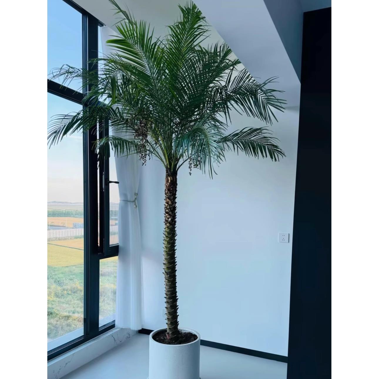 美丽的针葵树原布袋盆栽室内外客厅阳台庭院地栽棕榈好养网红植物