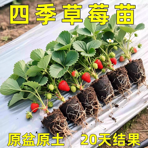 原盆原土草莓苗盆栽带土四季结果高产奶油丹东红颜秋冬耐寒秧苗