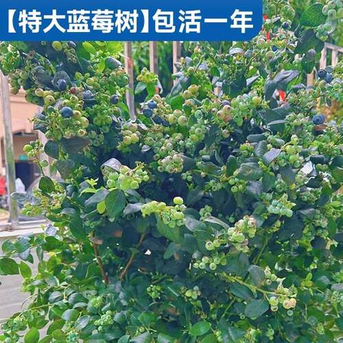 蓝莓树果苗盆栽地特大号