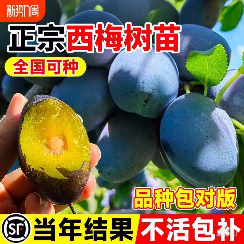西梅树树苗正宗女神西梅大果李子树苗盆栽地栽南北方种植当年结果
