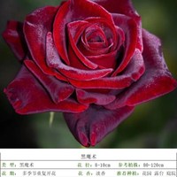 花知述1加侖根接洛神黑巴克多品種灌木花卉綠植盆栽月季