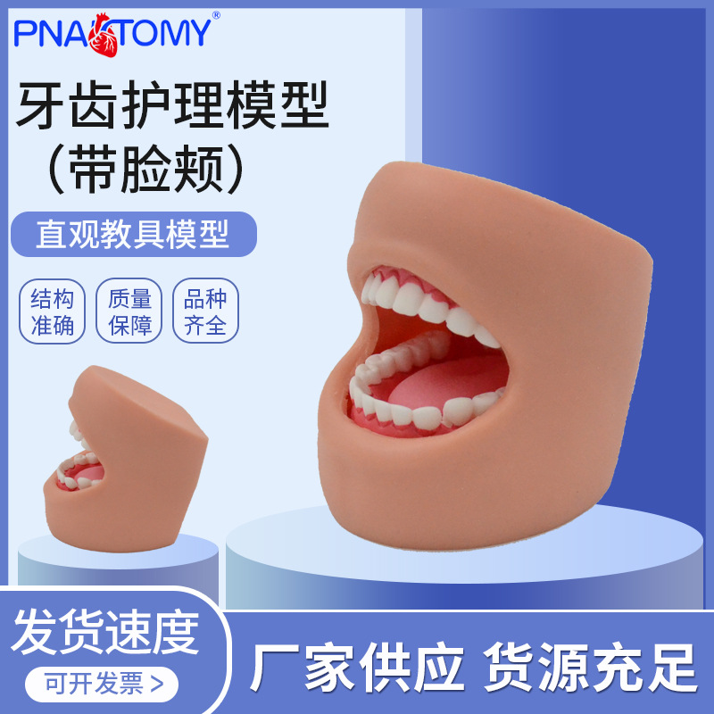 PNT-OR17口牙科牙齿模型 教学用口腔模型牙齿 护理模型（带脸颊）