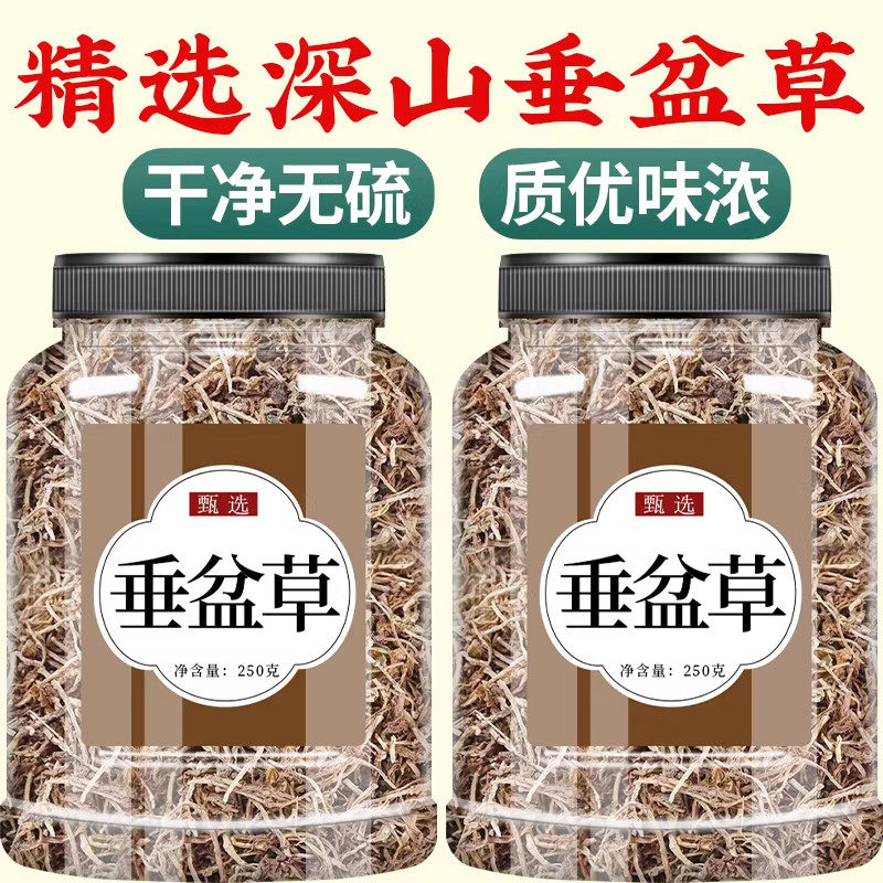 垂盆草正宗中药材正品官方旗舰店新鲜干货食用新货非野生垂盆草茶