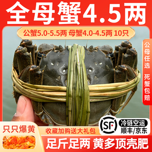 江苏大闸蟹鲜活螃蟹特大蟹4.5两母精品全母蟹河蟹礼盒 活蟹