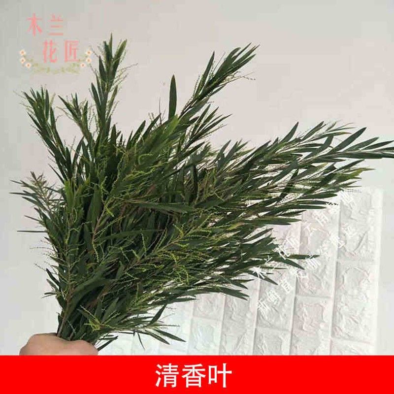新鲜山里红清香木金合欢桉树叶天竺少女万年青配叶婚庆圣诞节包邮