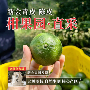 新会陈皮新货2024年梅江青皮大红皮橘子皮陈皮茶泡水官方旗舰店