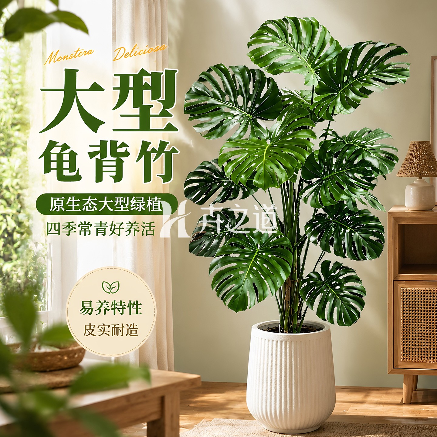 老桩龟背竹客厅绿植盆栽大型落地图片