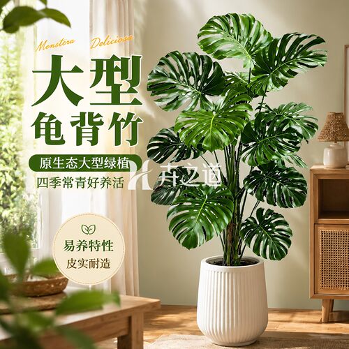 老桩龟背竹客厅绿植盆栽大型落地