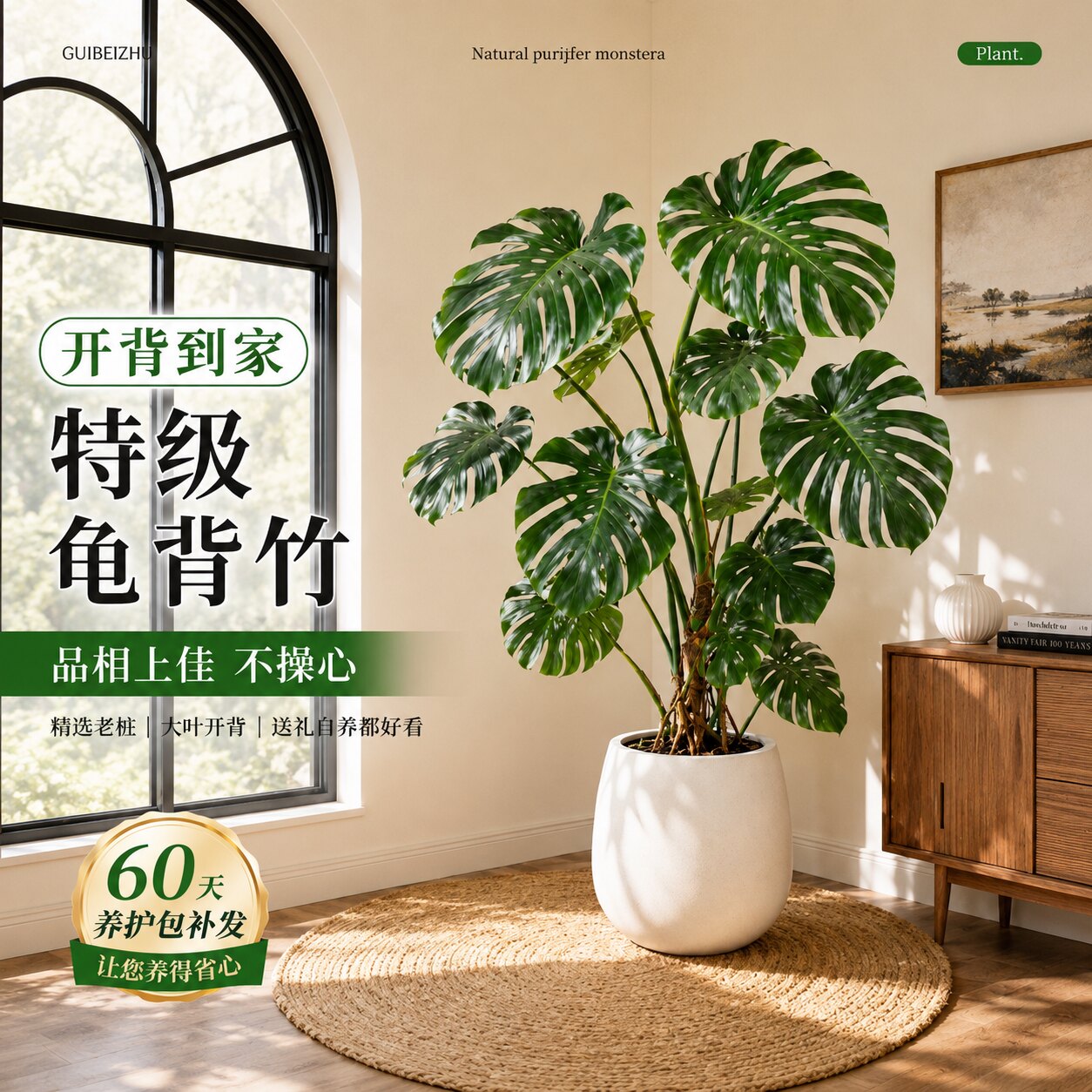提根龟背竹大叶开背老桩客厅绿植