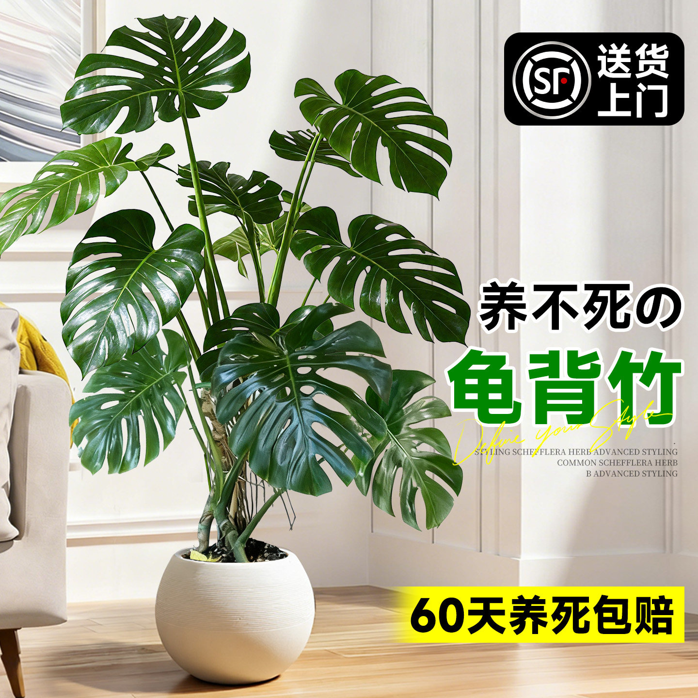 提根老桩龟背竹客厅绿植除甲醛图片