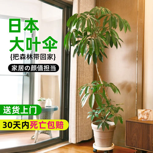 日本保罗大叶伞客厅氛围感植物