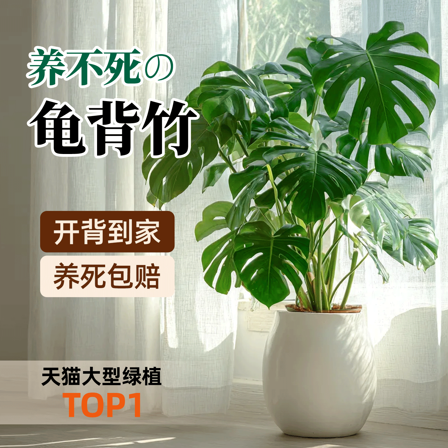 老桩龟背竹客厅绿植盆栽大型落地