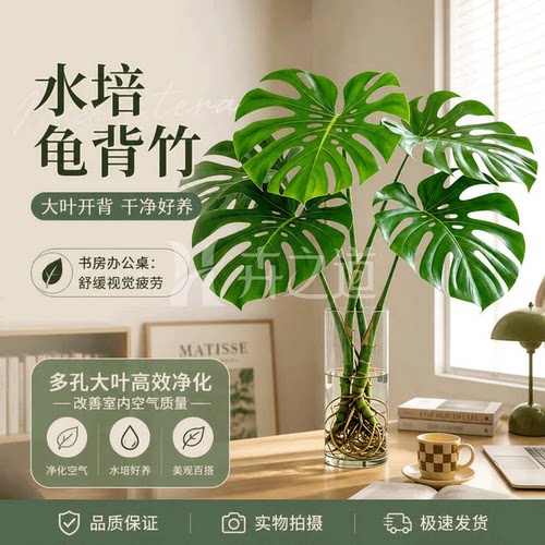 大叶龟背竹水培绿植室内桌面盆栽
