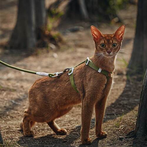 猫遛挣咪牵引29609绳防脱外不出勒脖小猫工字型可调节胸背