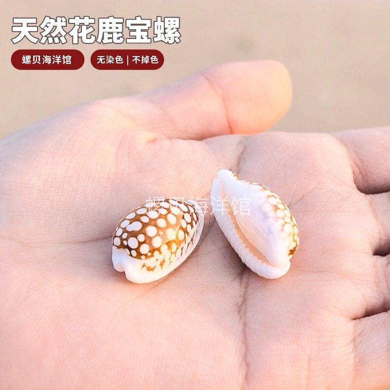 天然稀有紫口芝麻花鹿宝螺系列图片