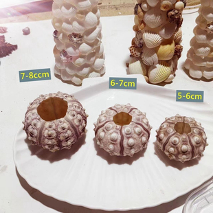 梦幻海胆天然紫海胆壳创意礼物海螺贝壳diy挂饰桌摆件婚礼装饰