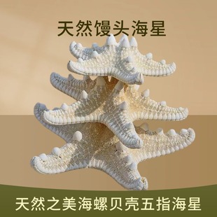 天然海螺贝壳大号馒头海星海星地中海地台装 饰品贴墙摆件收藏