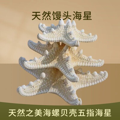 天然海螺贝壳大号馒头海星