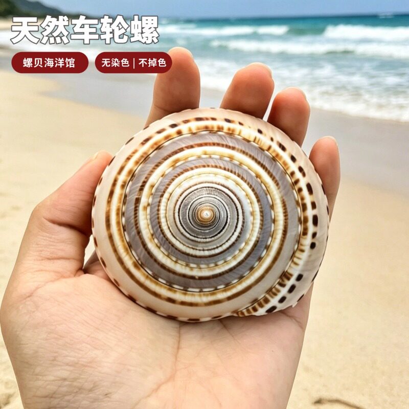 大草帽螺天然贝壳海螺地中海创意橱窗摆件鱼缸造景装饰车轮螺标本